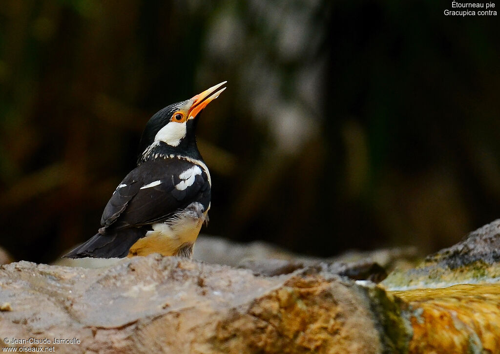 Indian Pied Myna, feeding habits