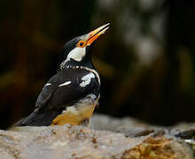 Indian Pied Myna