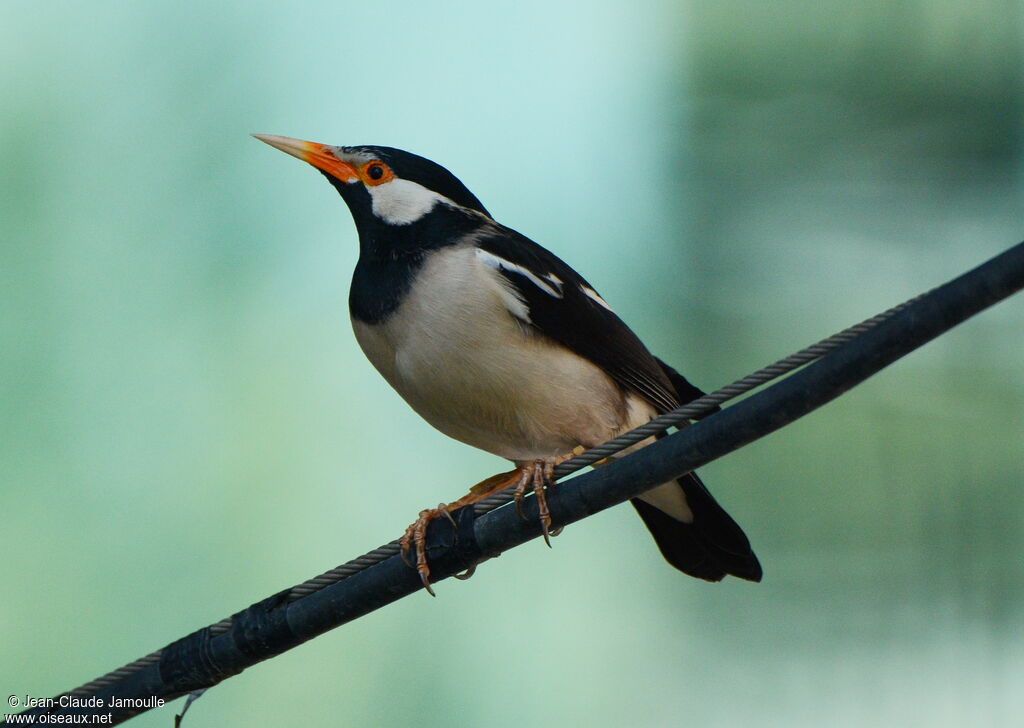 Indian Pied Myna