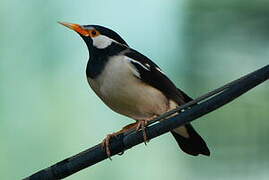 Pied Myna