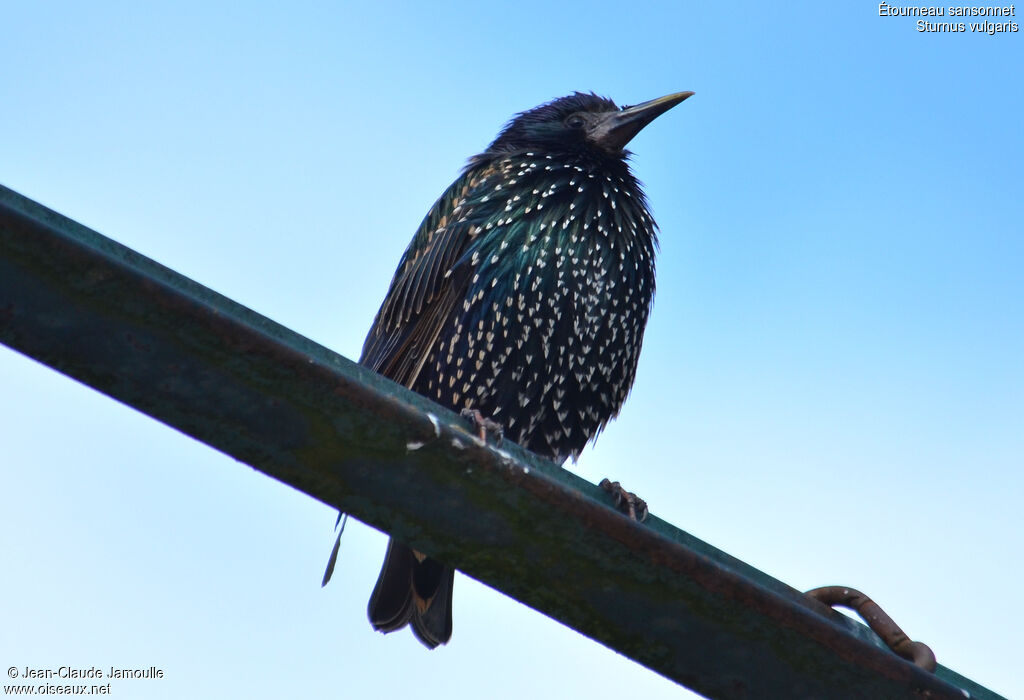 Common Starling