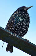 Common Starling