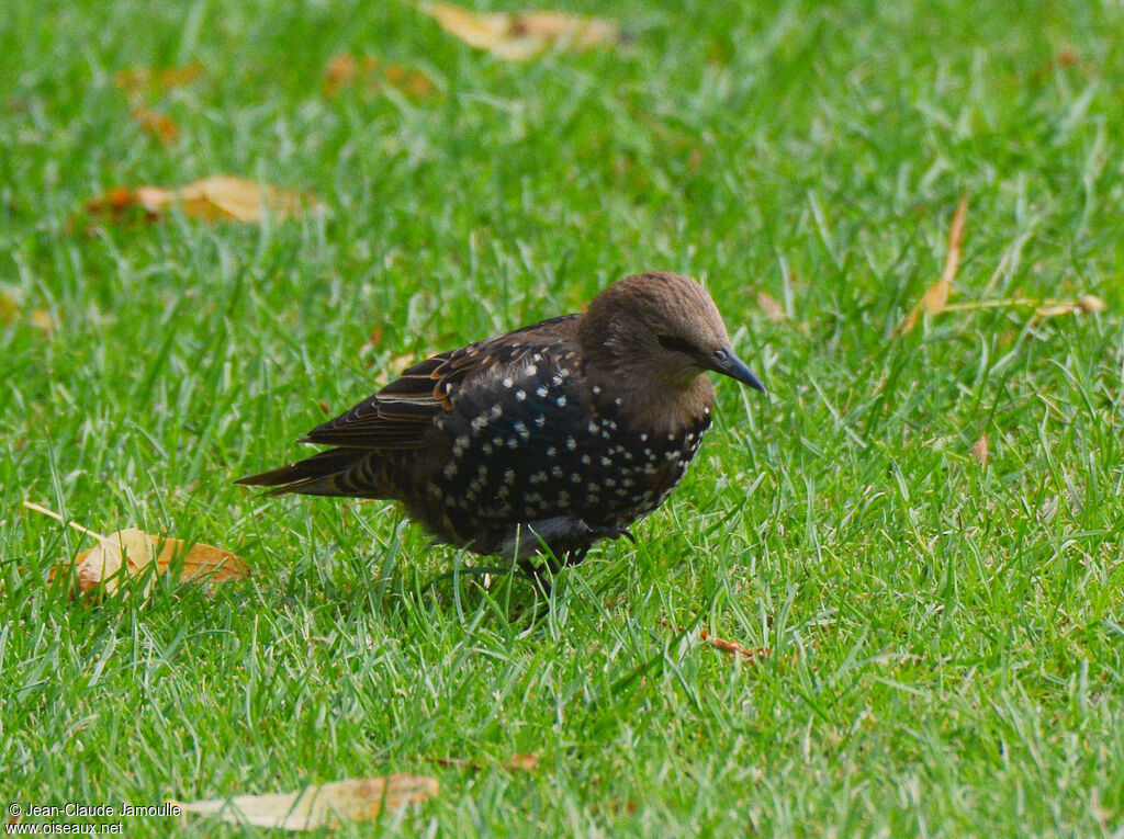 Common Starlingimmature