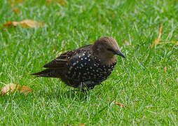 Common Starling