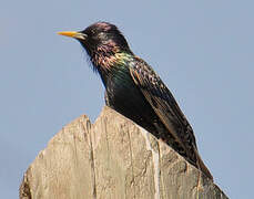 Common Starling