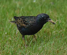 Common Starling