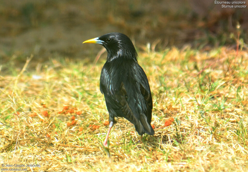 Spotless Starlingadult breeding