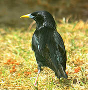 Spotless Starling