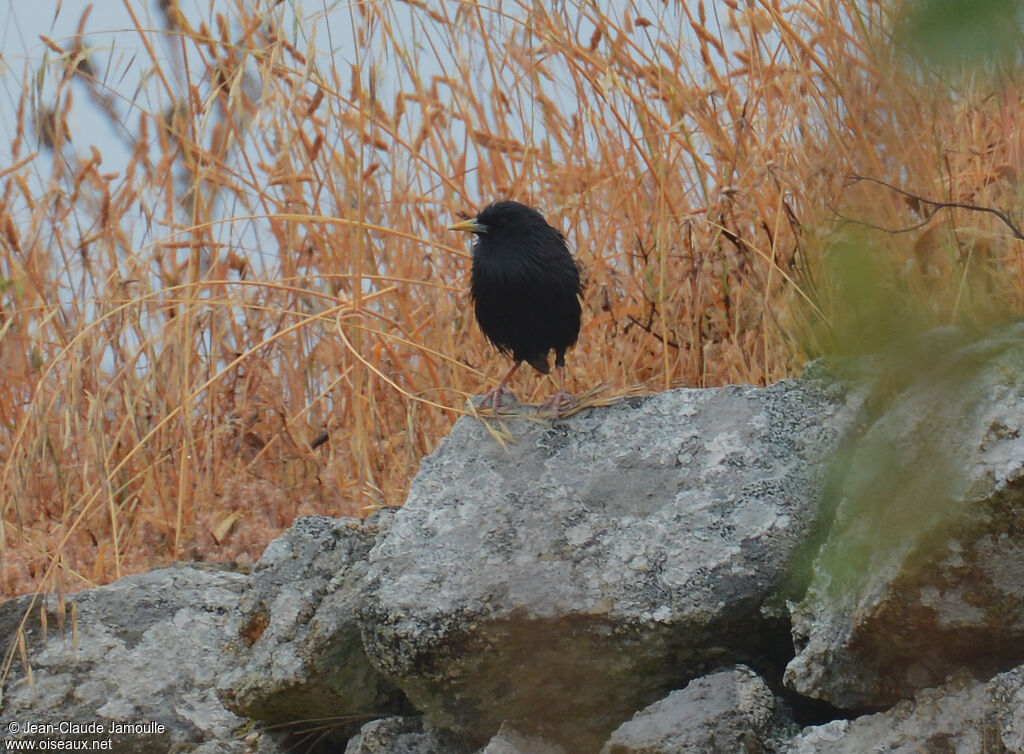 Spotless Starling