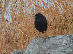 Spotless Starling