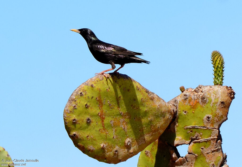 Spotless Starling