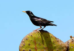 Spotless Starling