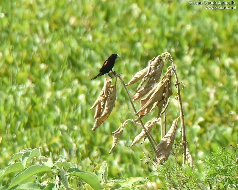 Fan-tailed Widowbird male adult breeding