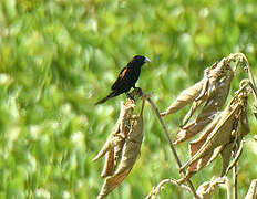 Fan-tailed Widowbird