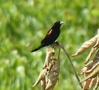 Fan-tailed Widowbird