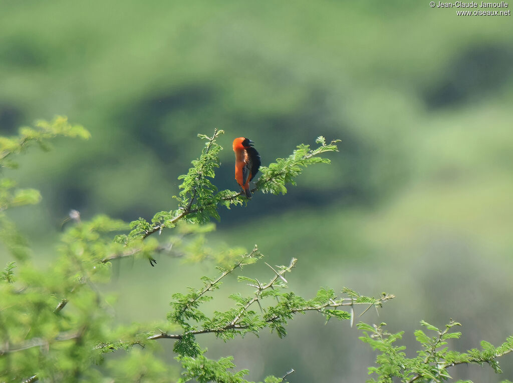 Southern Red Bishop male adult breeding