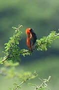 Southern Red Bishop