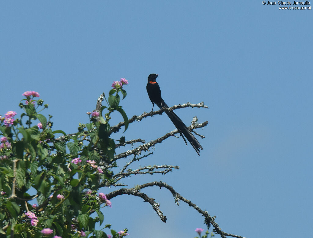 Red-collared Widowbird male adult breeding