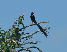 Red-collared Widowbird