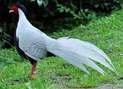 Silver Pheasant