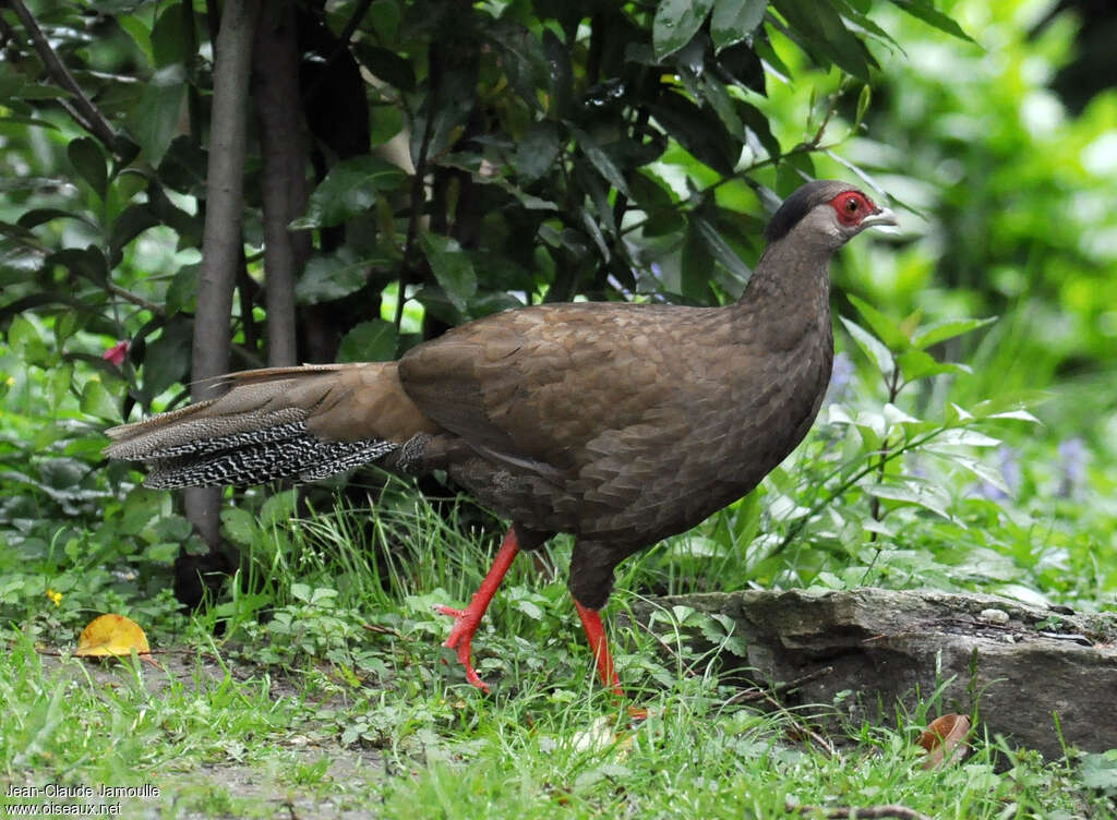 Silver Pheasantadult, identification