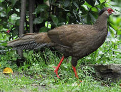 Silver Pheasant