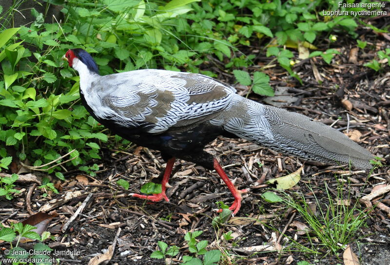 Silver Pheasant male immature, Behaviour