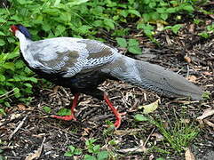 Silver Pheasant