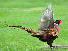 Common Pheasant