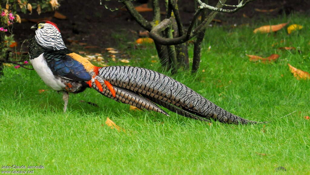 Lady Amherst's Pheasant male adult, identification