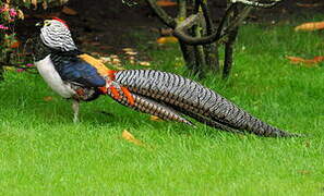 Lady Amherst's Pheasant