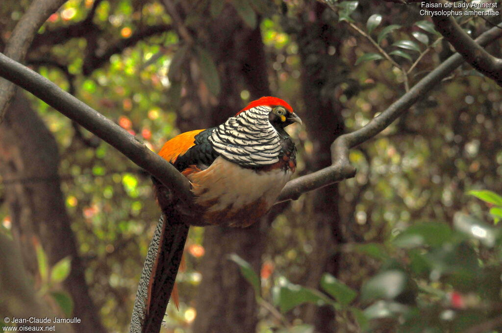 Lady Amherst's Pheasant male adult, Behaviour