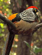 Lady Amherst's Pheasant