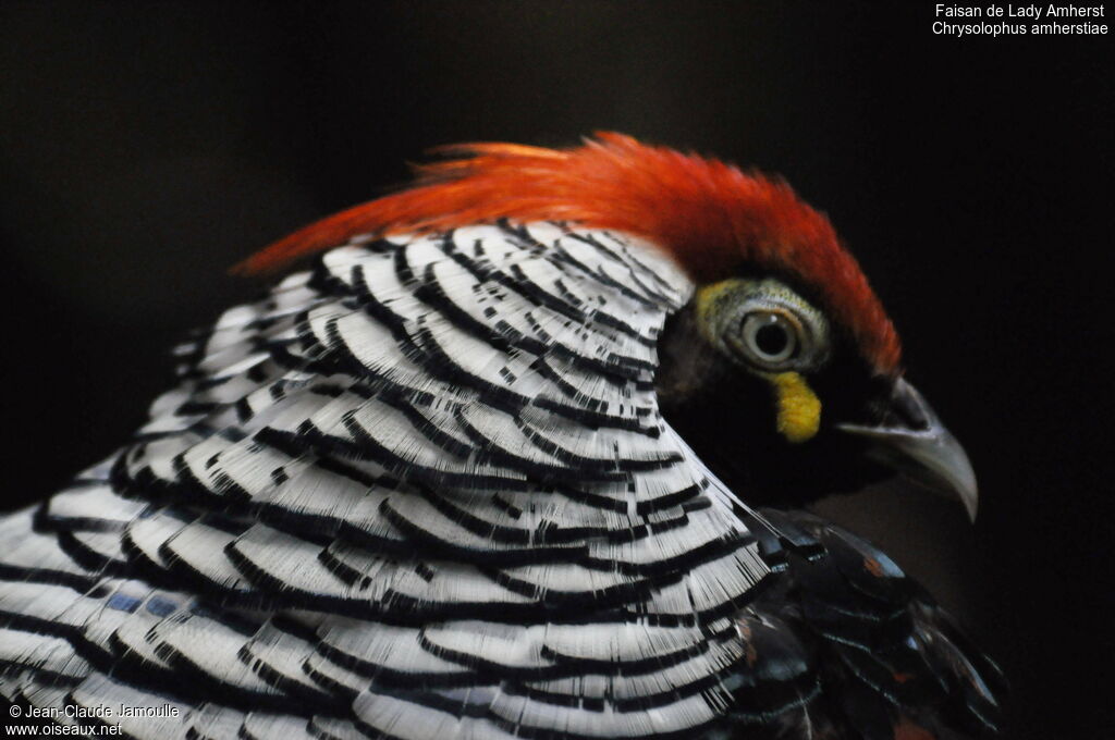 Lady Amherst's Pheasant