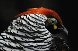 Lady Amherst's Pheasant