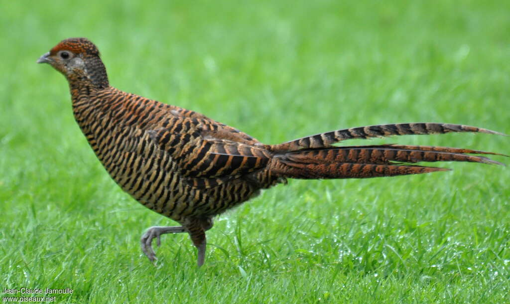 Lady Amherst's Pheasant female adult, identification