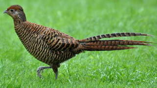 Lady Amherst's Pheasant