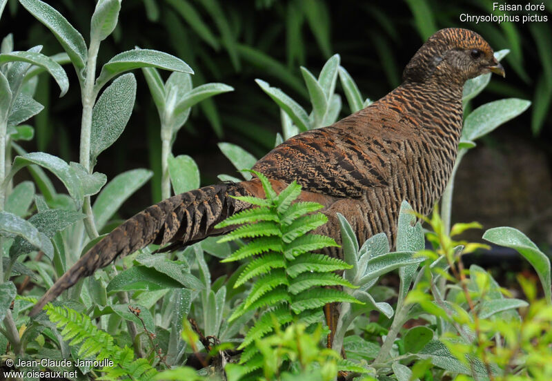 Golden Pheasant female adult, Behaviour