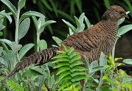 Golden Pheasant