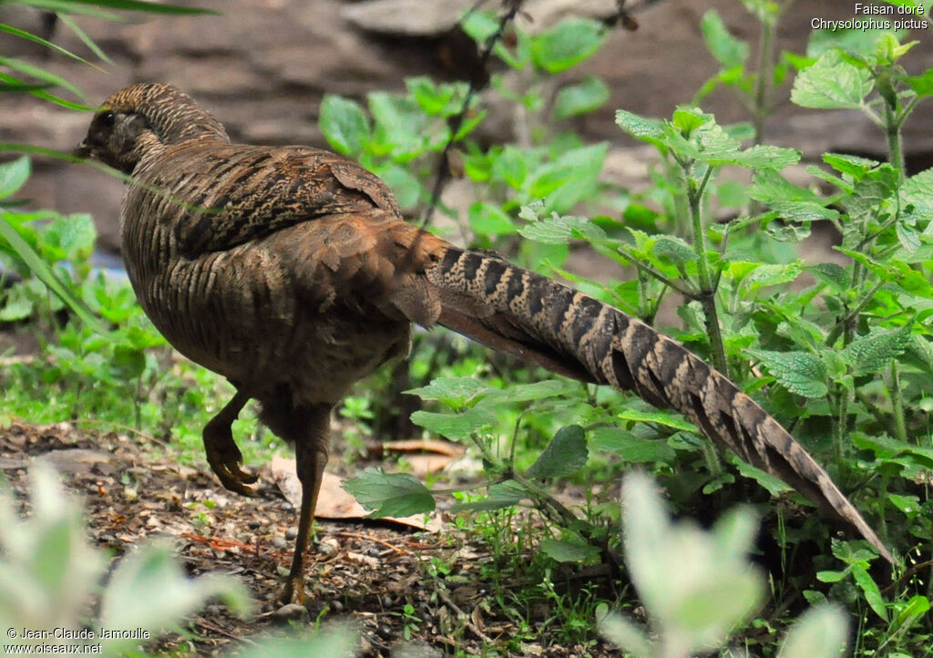 Golden Pheasant female adult, Behaviour