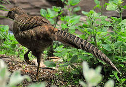 Golden Pheasant