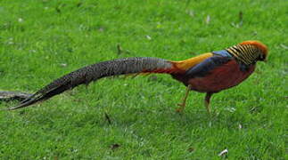 Golden Pheasant