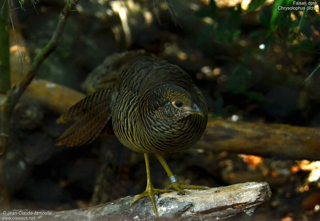 Golden Pheasant female