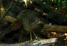 Golden Pheasant