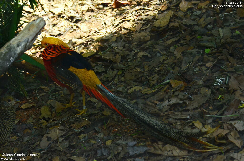 Golden Pheasant male adult