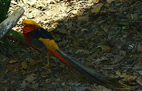 Golden Pheasant