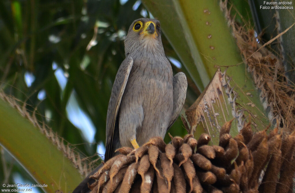 Grey Kestreljuvenile, identification