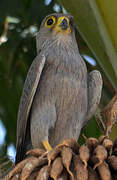 Grey Kestrel