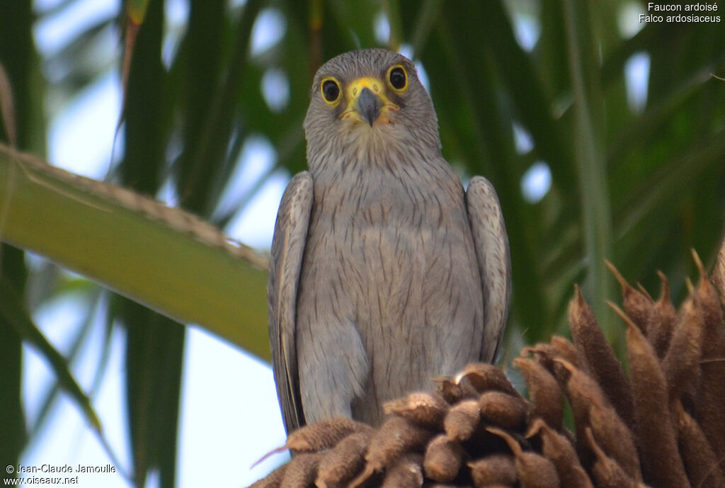 Grey Kestreljuvenile