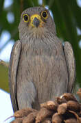 Grey Kestrel